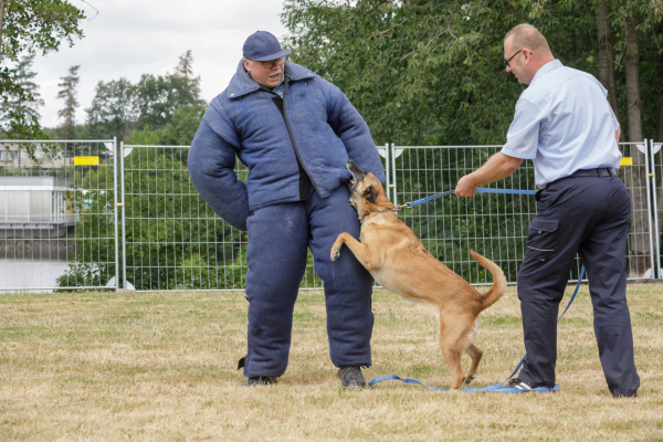 Die Hundestaffel des Forschungszentrums Jülich präsentiert ihr Können. Damit der vermeindliche Bösewicht dabei nicht verletzt wird, trägt er einen dick gepolsterten Ganzkörperanzug. 